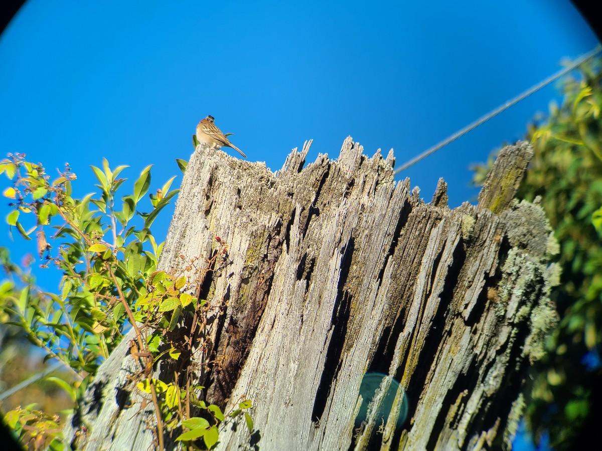 Rufous-collared Sparrow - ML617576171