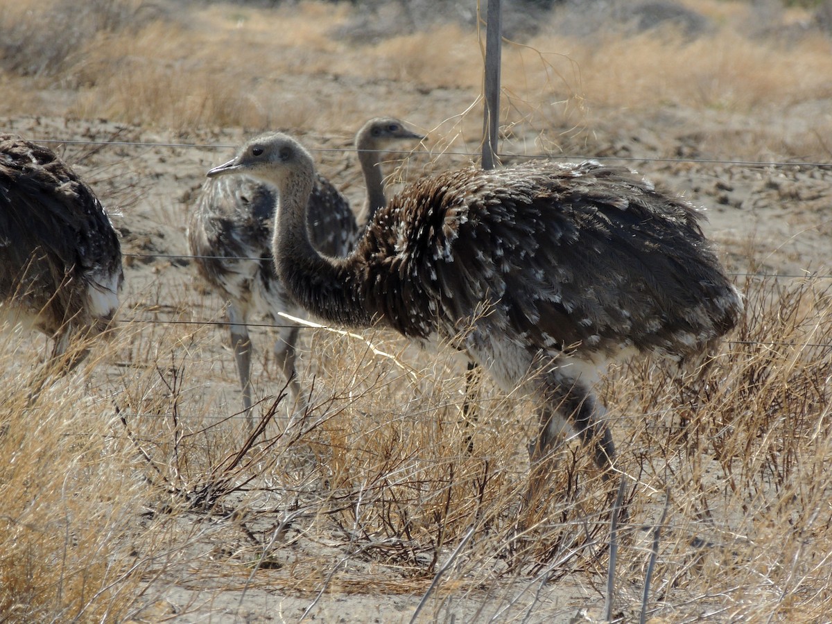 Lesser Rhea - ML617576189