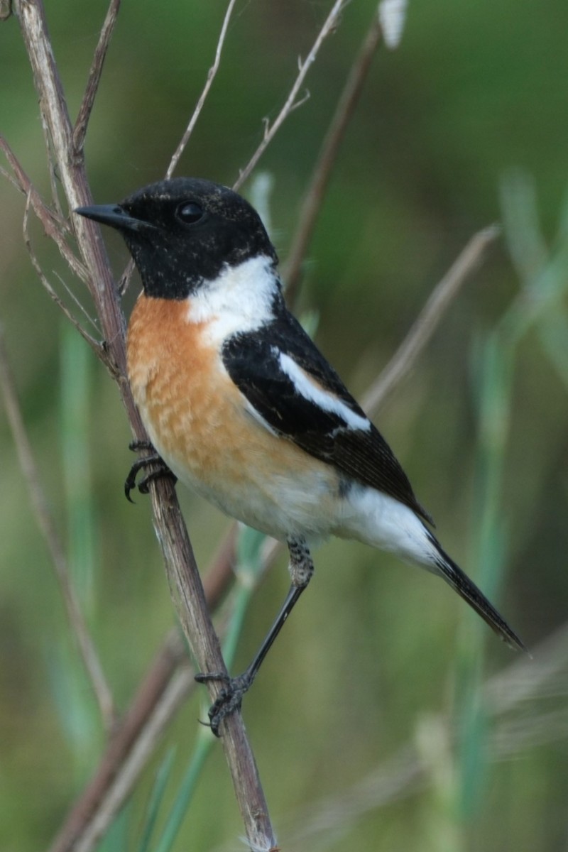 Siberian Stonechat (Caspian) - ML617576197