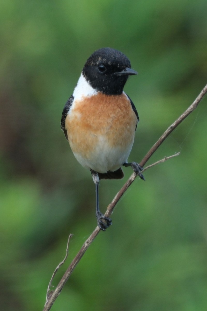 Siberian Stonechat (Caspian) - ML617576198