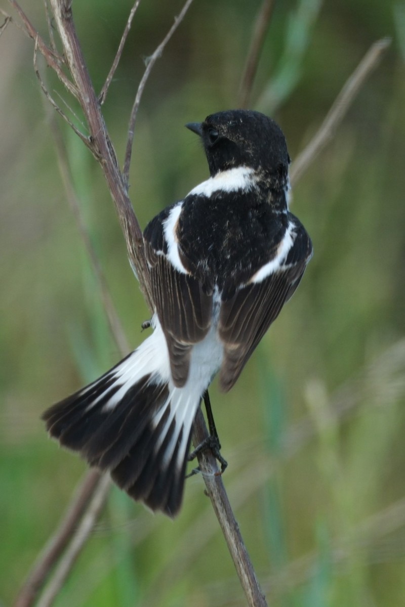 Siberian Stonechat (Caspian) - ML617576199