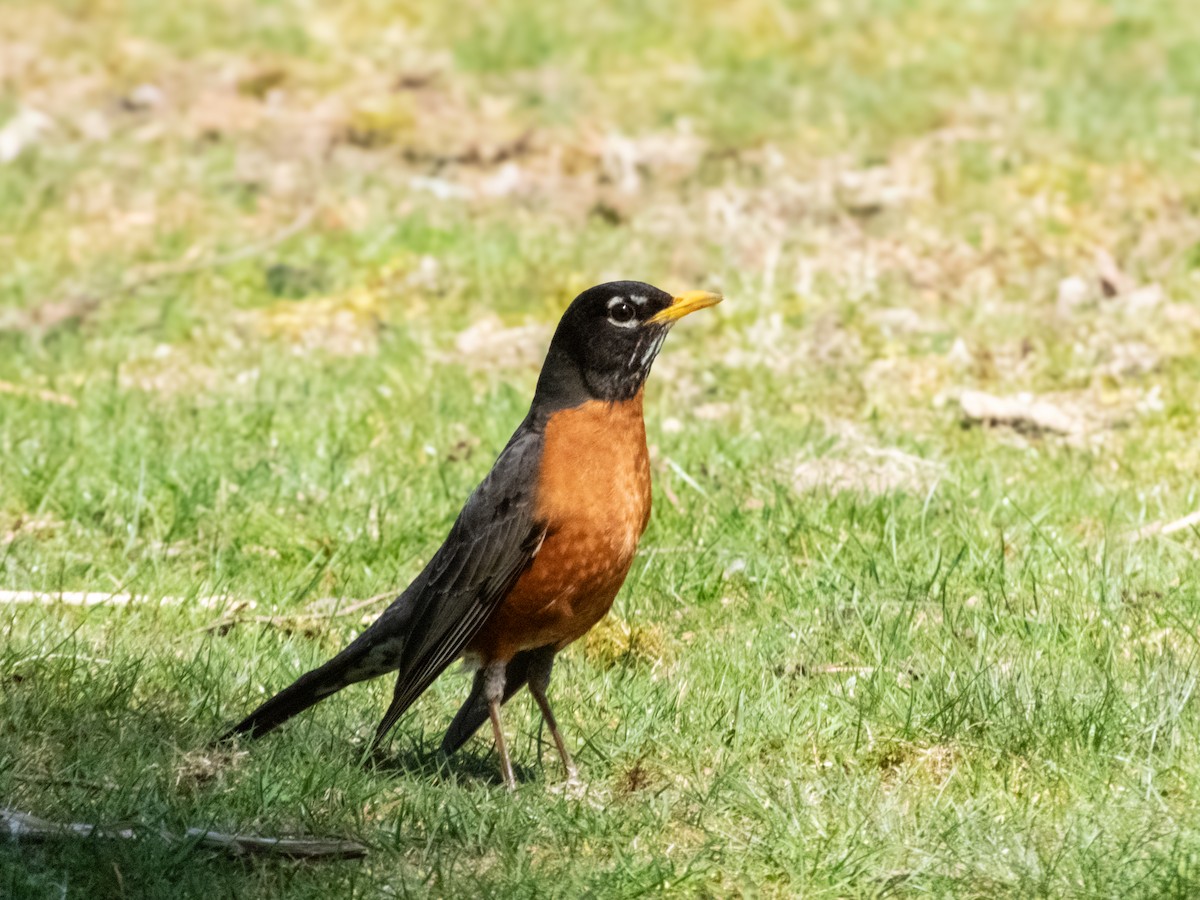 American Robin - ML617576226