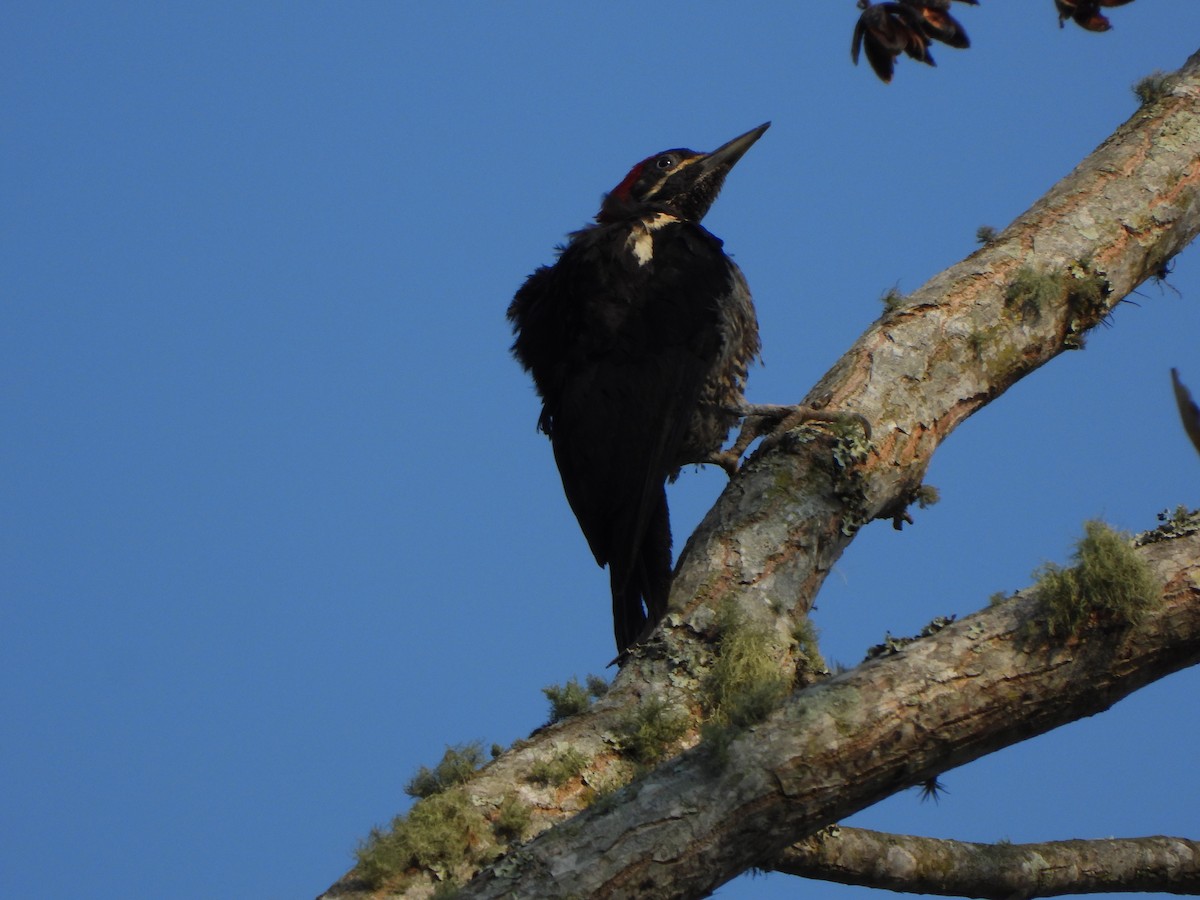 Lineated Woodpecker - ML617576240