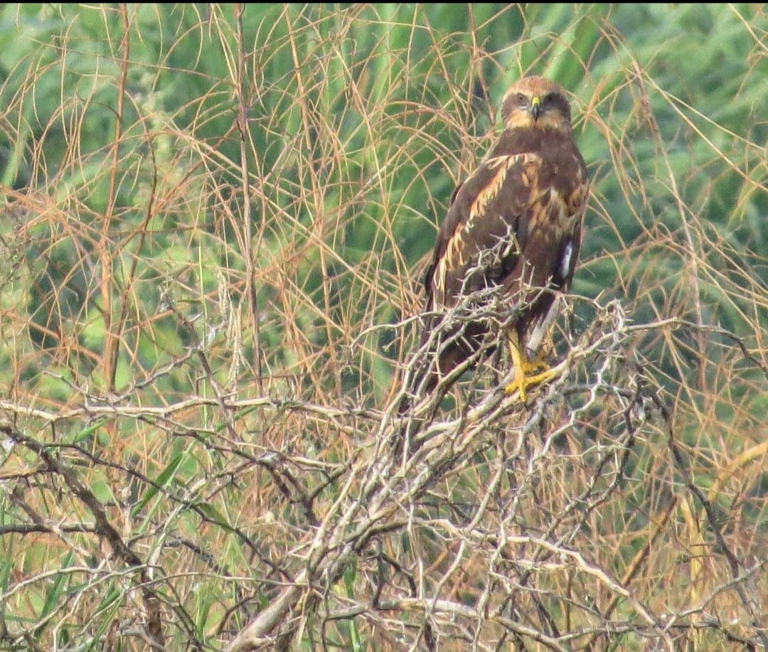 Western Marsh Harrier - ML617576244