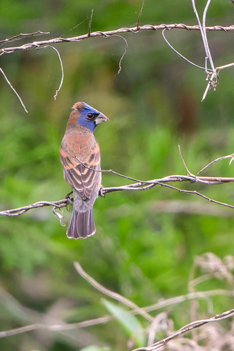 Blue Grosbeak - ML617576276