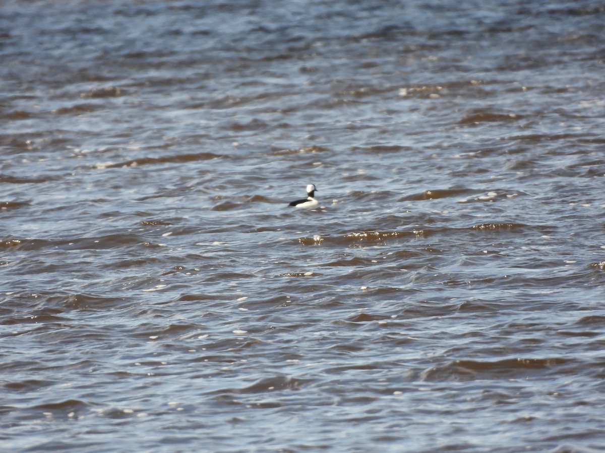 Bufflehead - ML617576294