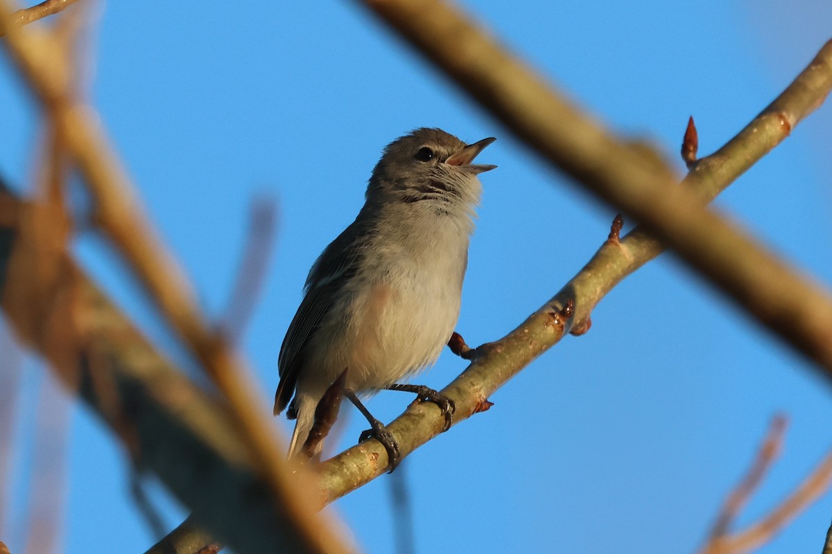 Vireo de Bell - ML617576313