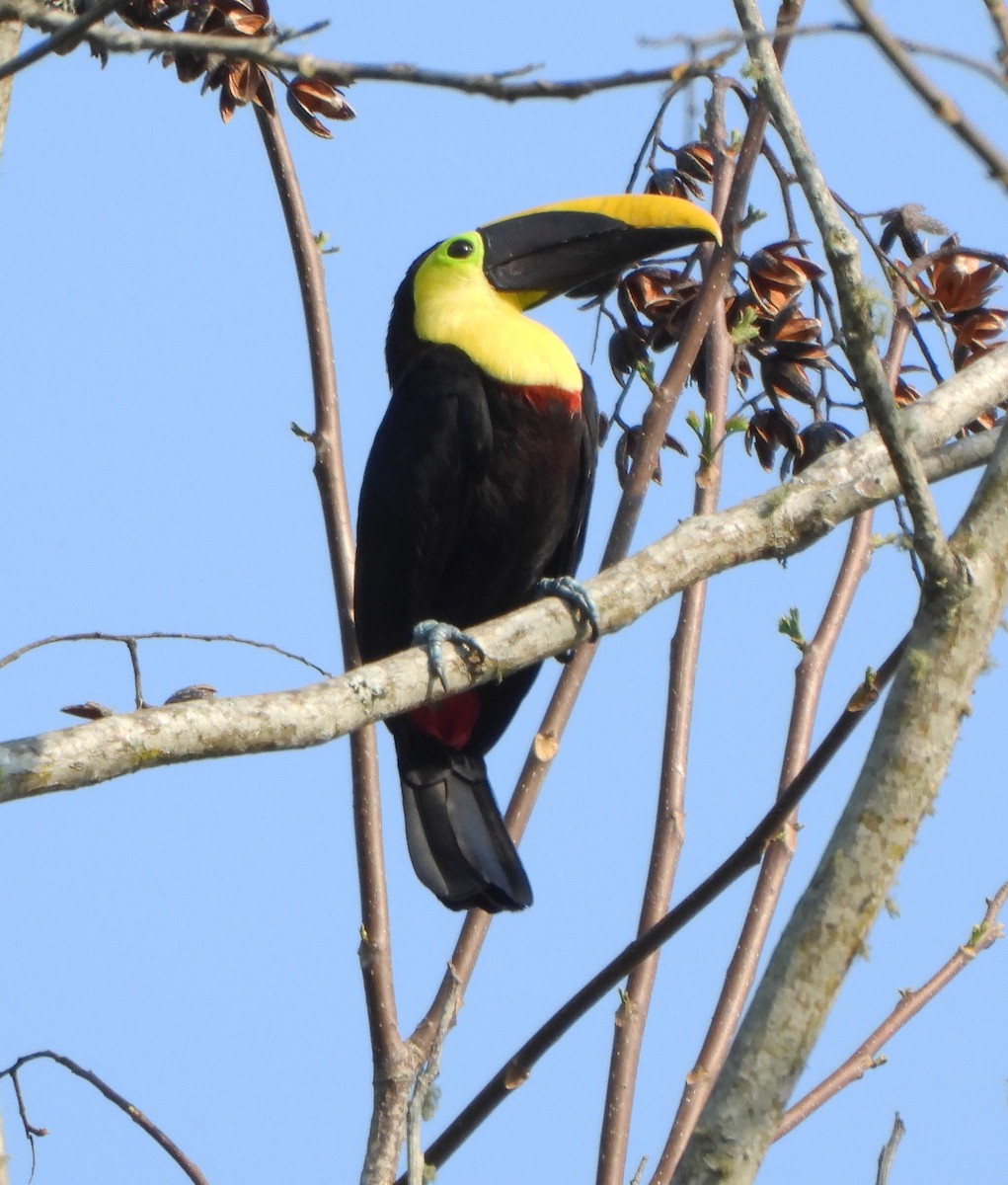 Yellow-throated Toucan - ML617576319