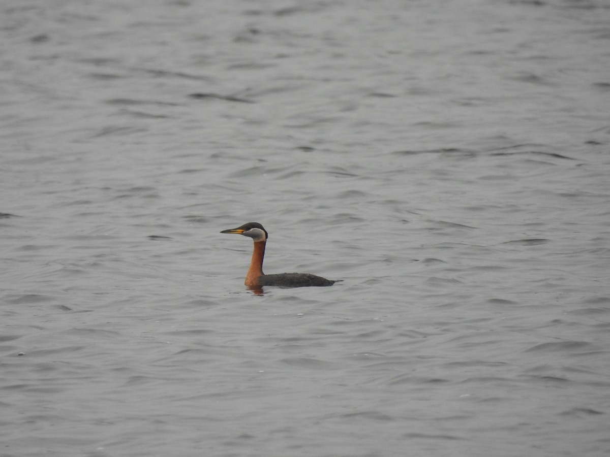 Red-necked Grebe - ML617576340
