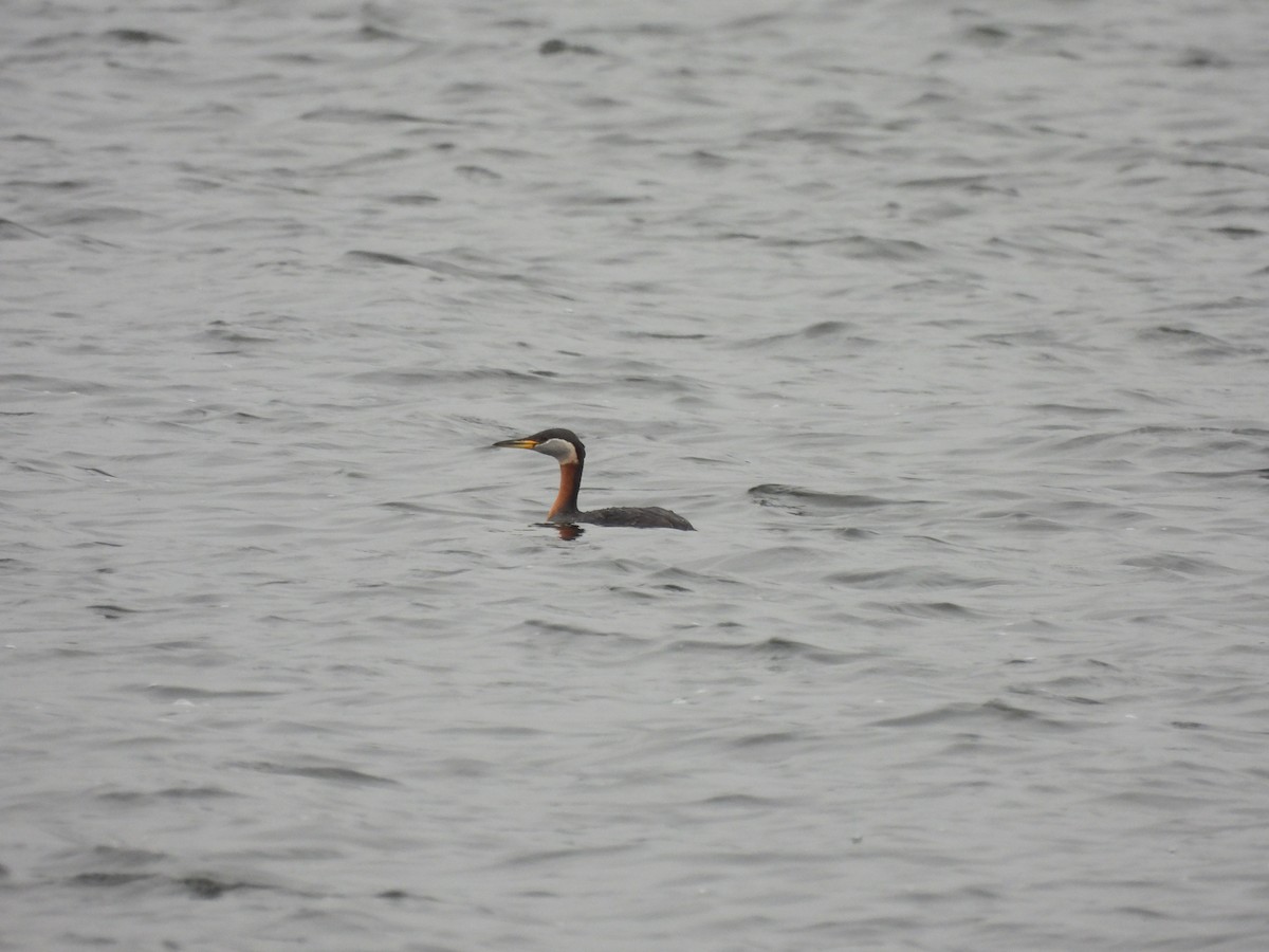 Red-necked Grebe - ML617576344