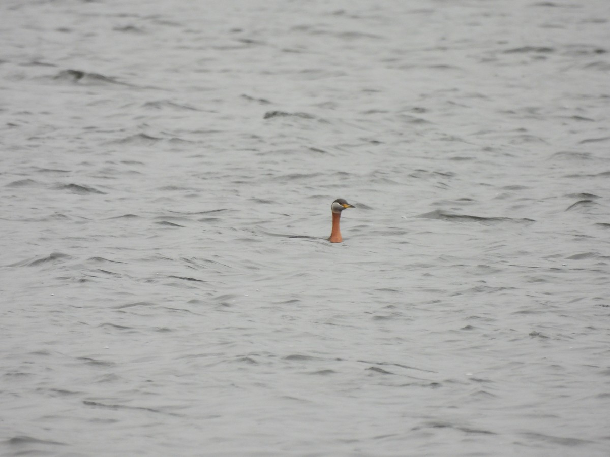 Red-necked Grebe - ML617576350