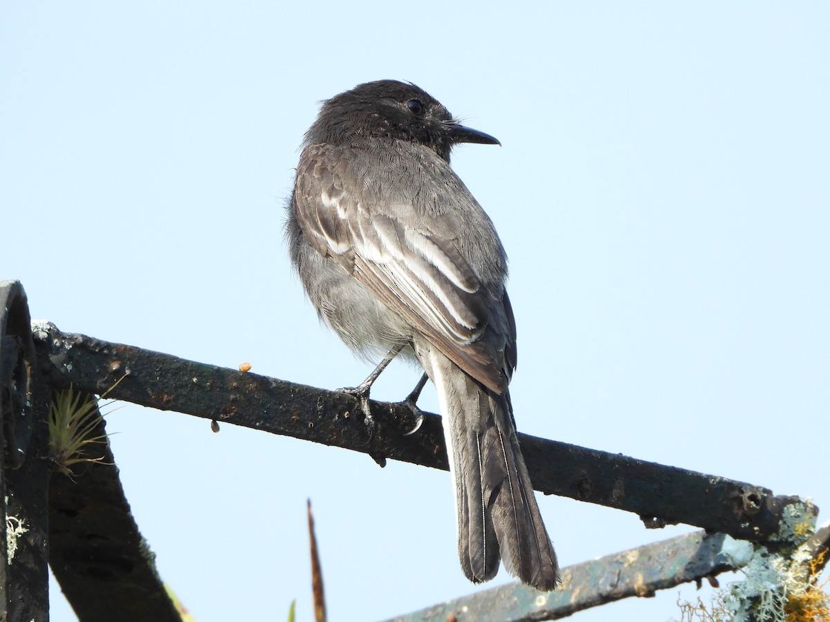 Black Phoebe - ML617576351