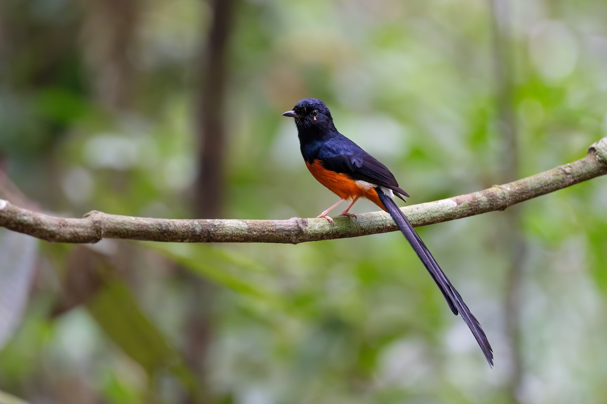 White-rumped Shama - ML617576379