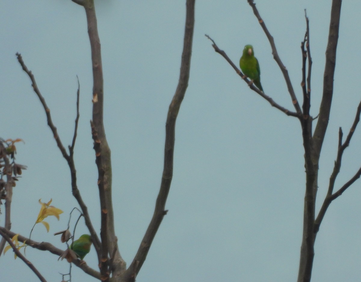 Orange-chinned Parakeet - ML617576480