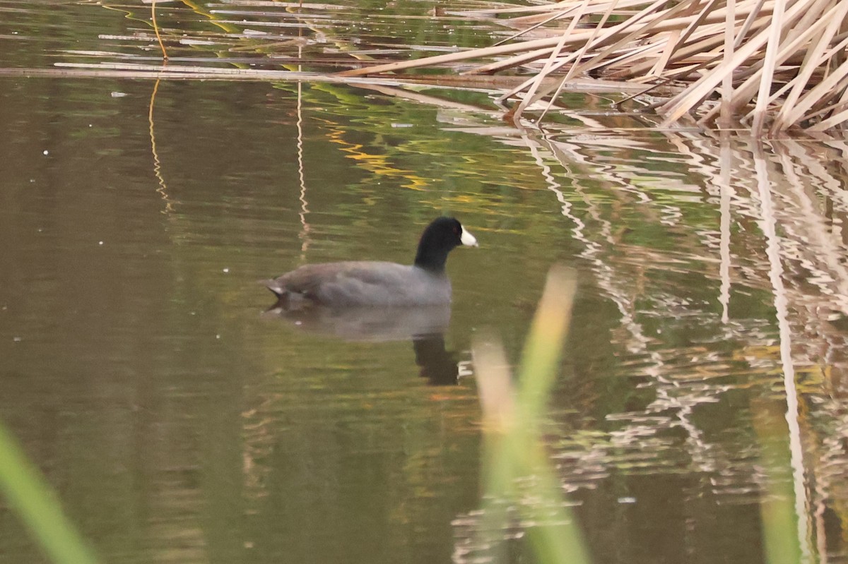 American Coot - Millie and Peter Thomas