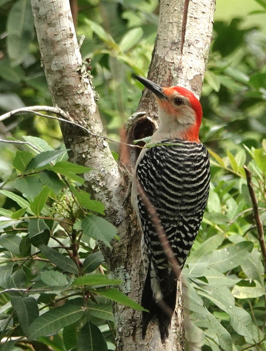 Red-bellied Woodpecker - ML617576555