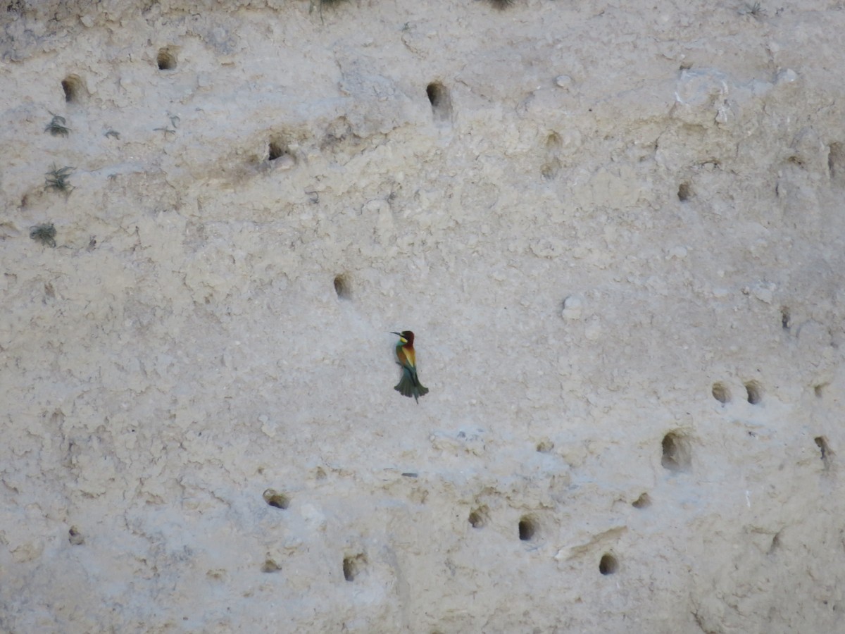 European Bee-eater - Samuel de la Calle San José