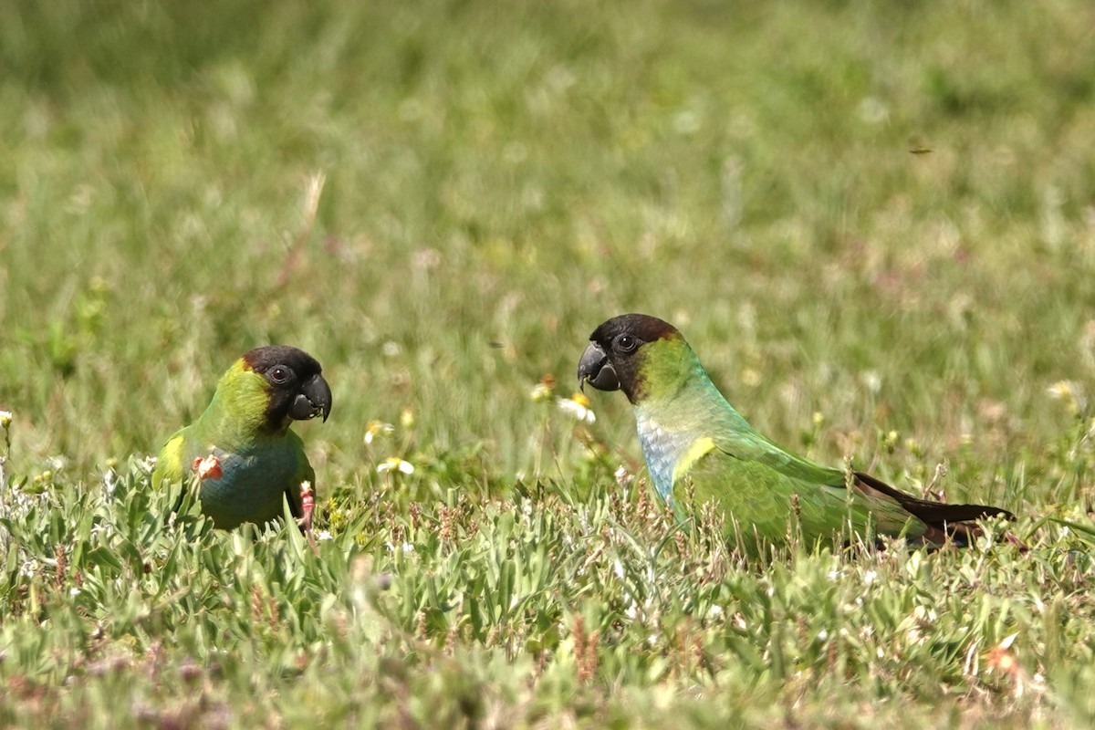 Nanday Parakeet - ML617576587