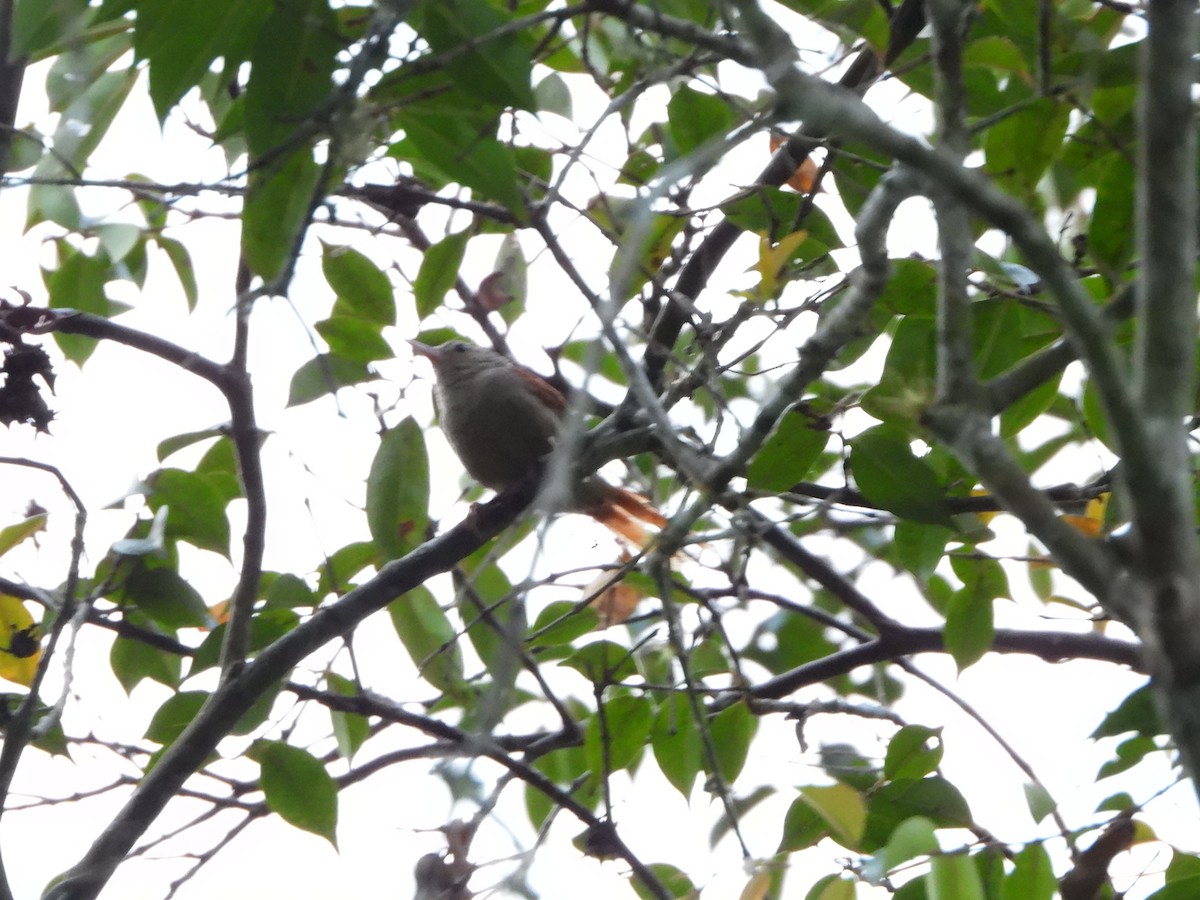 Crested Spinetail - ML617576606