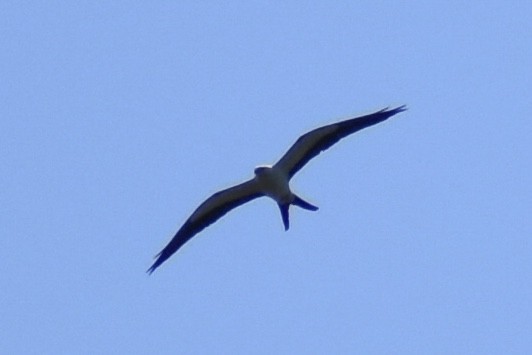 Swallow-tailed Kite - ML617576608