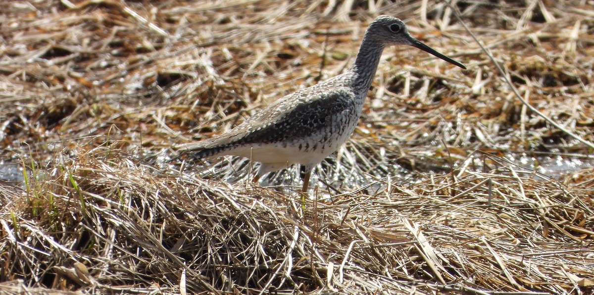 Greater Yellowlegs - ML617576643