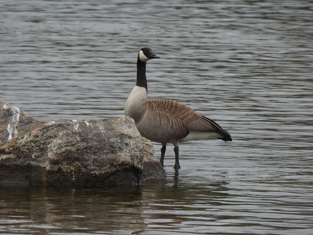 Canada Goose - ML617576644