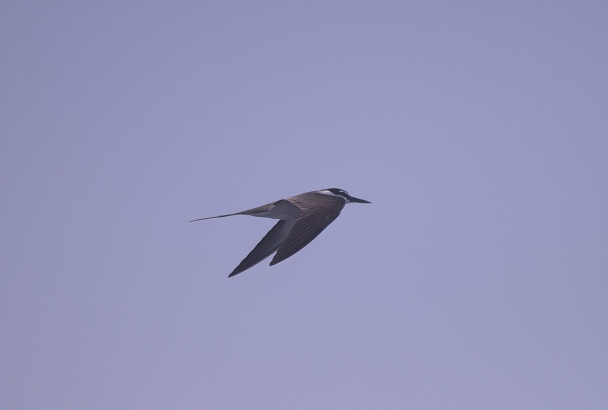 Bridled Tern - ML617576669