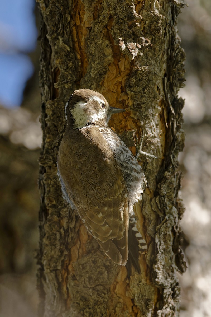 Arizona Woodpecker - ML617576682