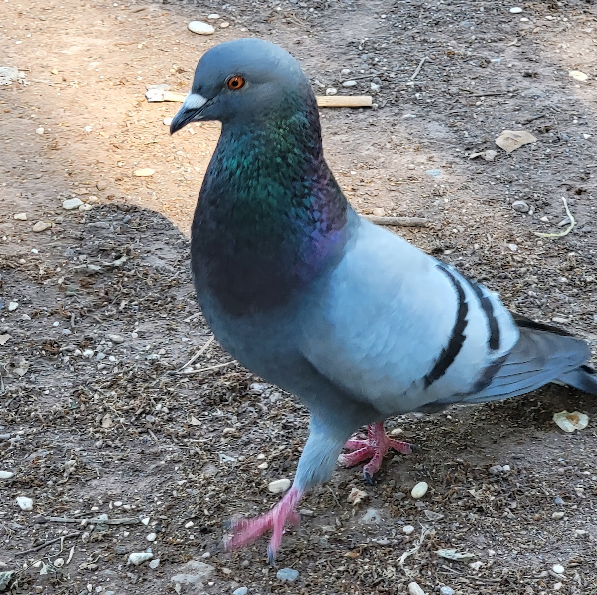 Rock Pigeon (Feral Pigeon) - ML617576711