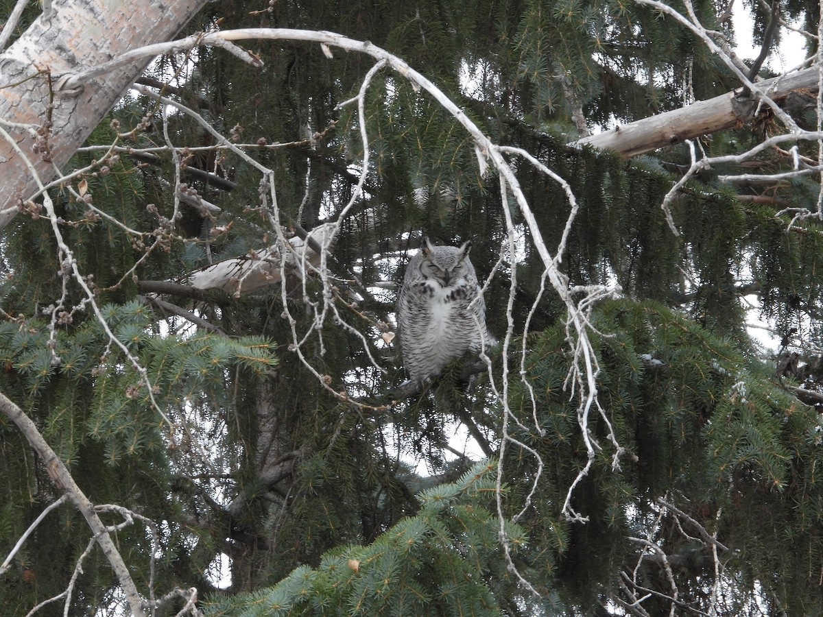 Great Horned Owl - ML617576740
