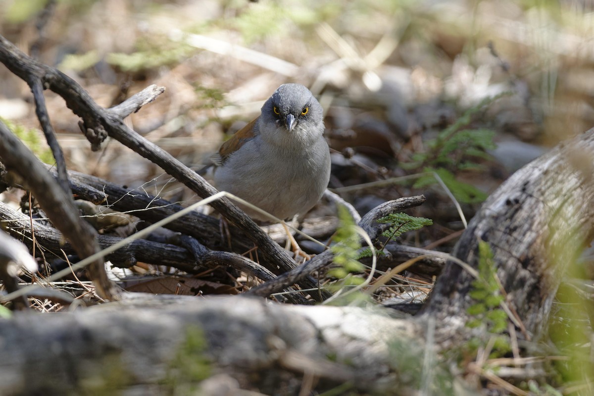 Yellow-eyed Junco - ML617576757