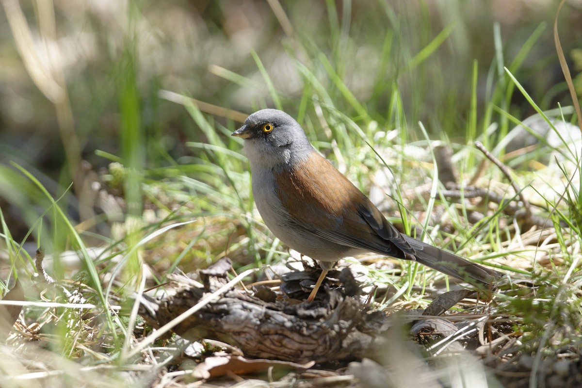 Yellow-eyed Junco - ML617576758