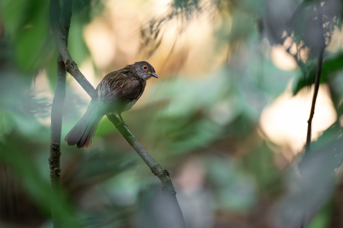 Bulbul oeil-de-feu - ML617576783