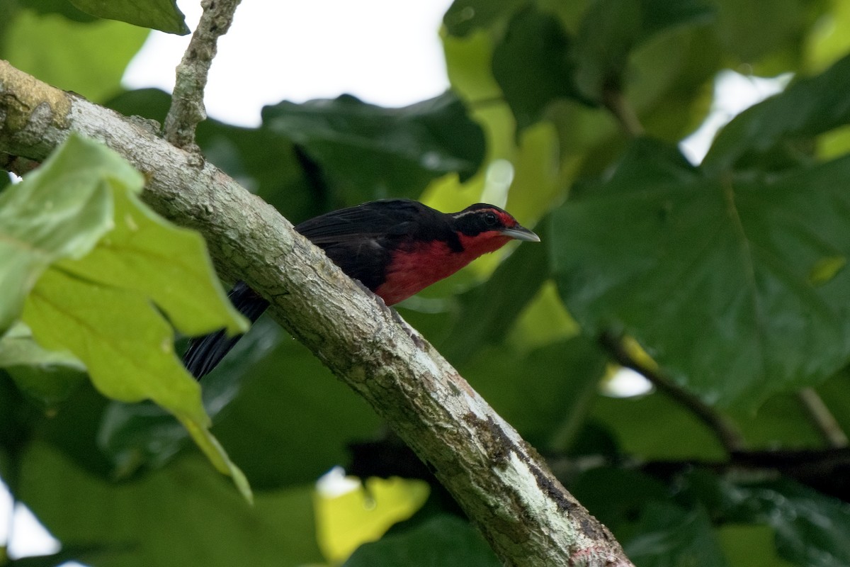 Rosy Thrush-Tanager - Daniel Arndt