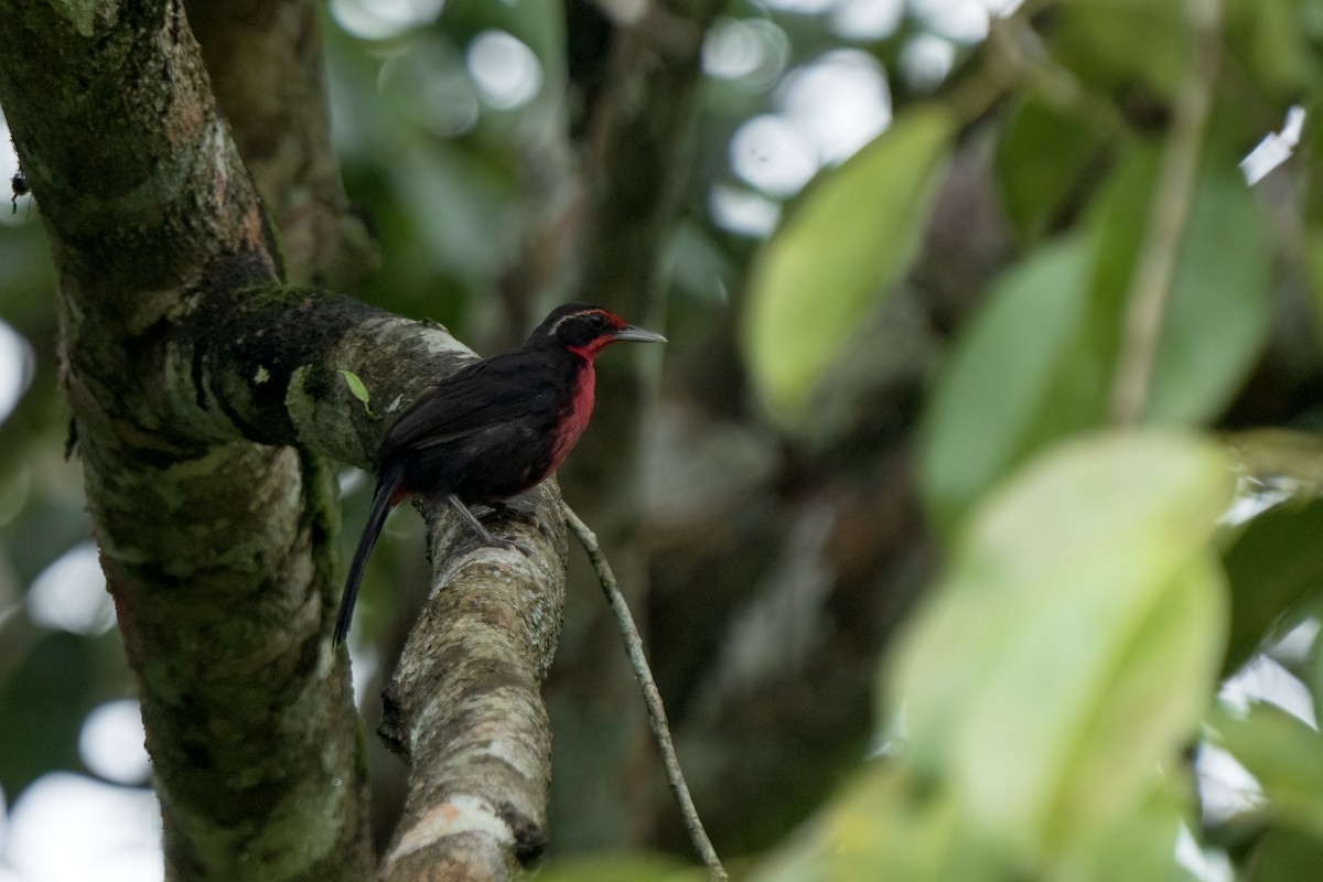 Rosy Thrush-Tanager - Daniel Arndt