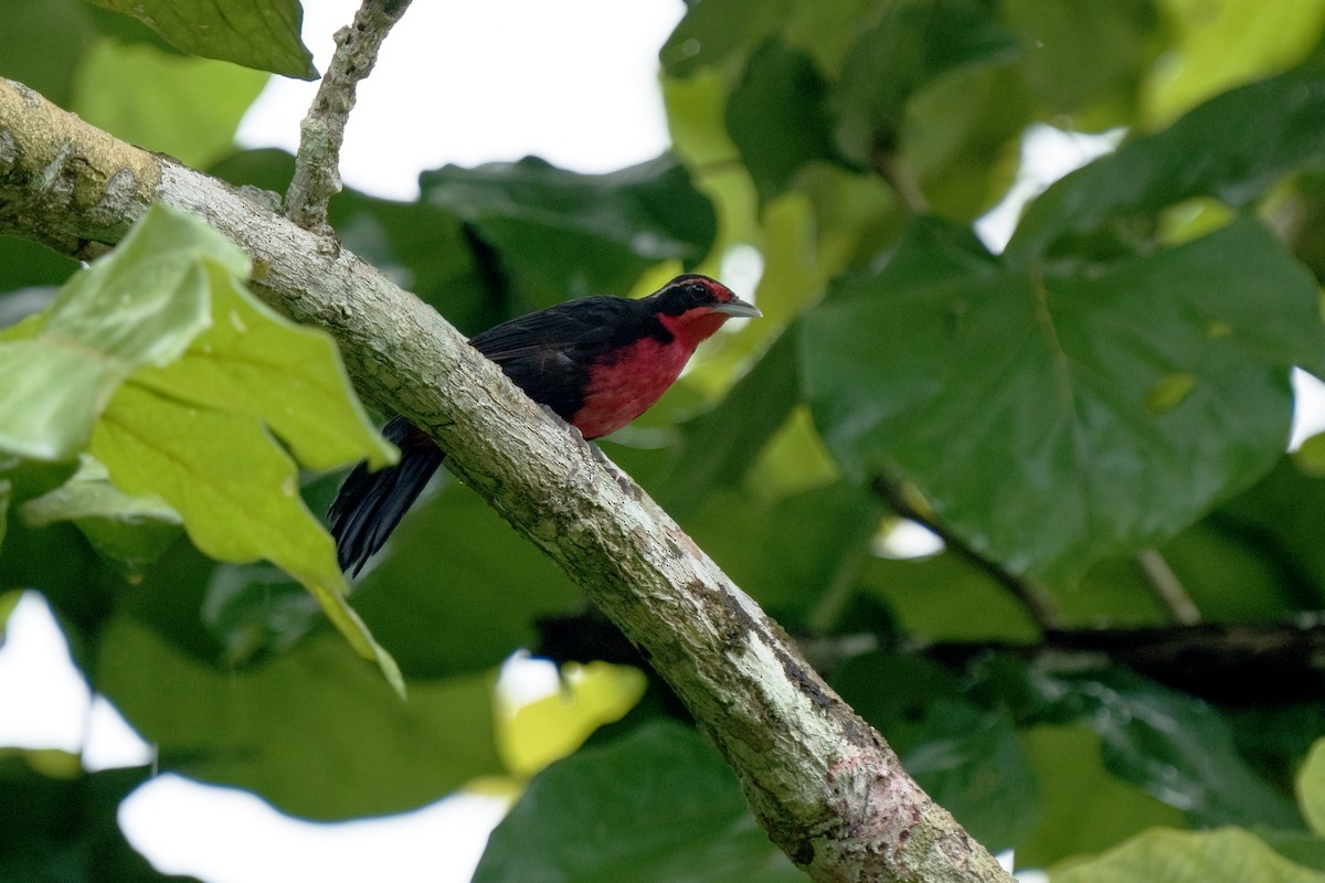 Rosy Thrush-Tanager - Daniel Arndt