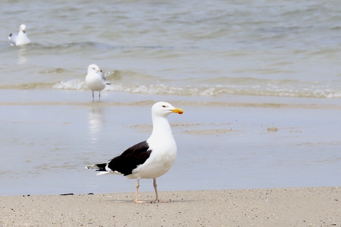 Great Black-backed Gull - ML617576874