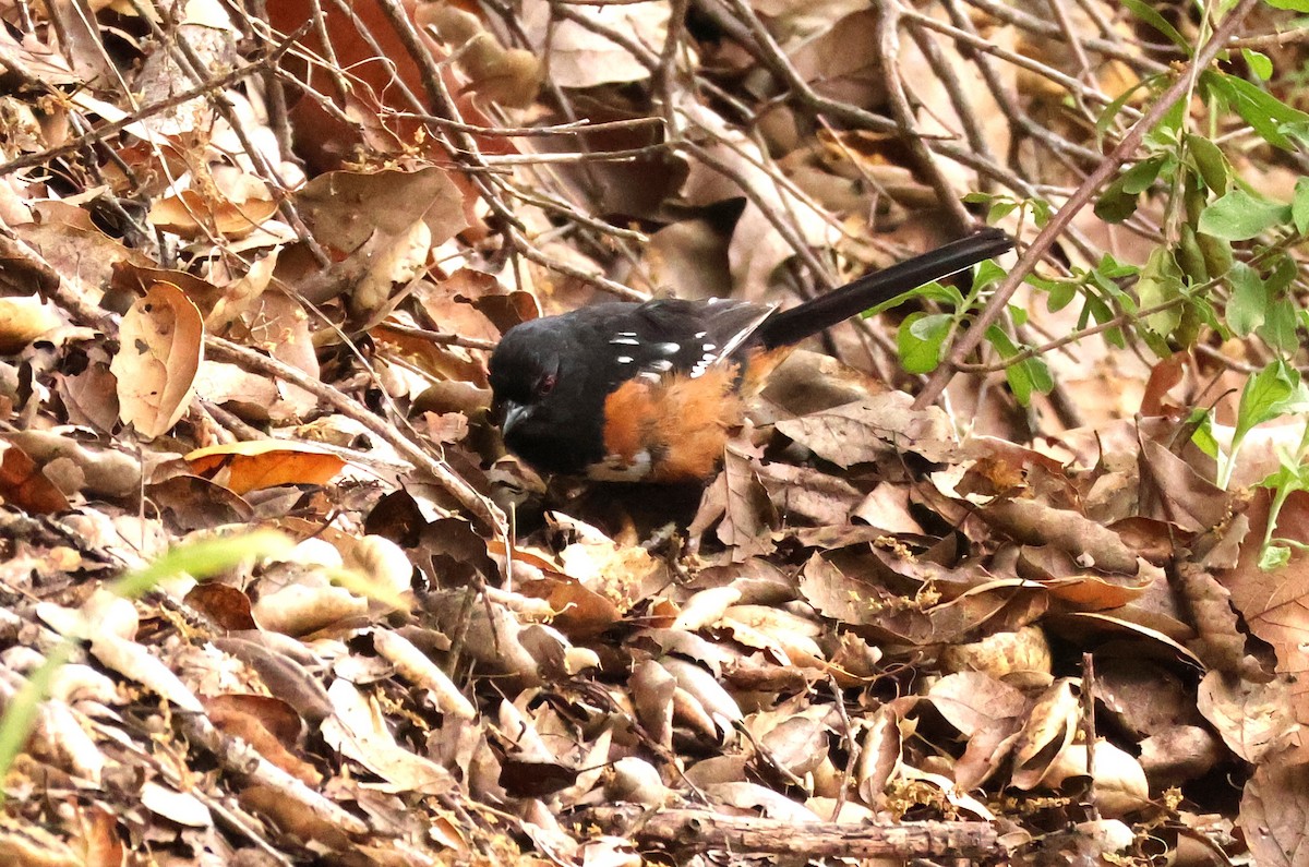 Spotted Towhee - ML617576882