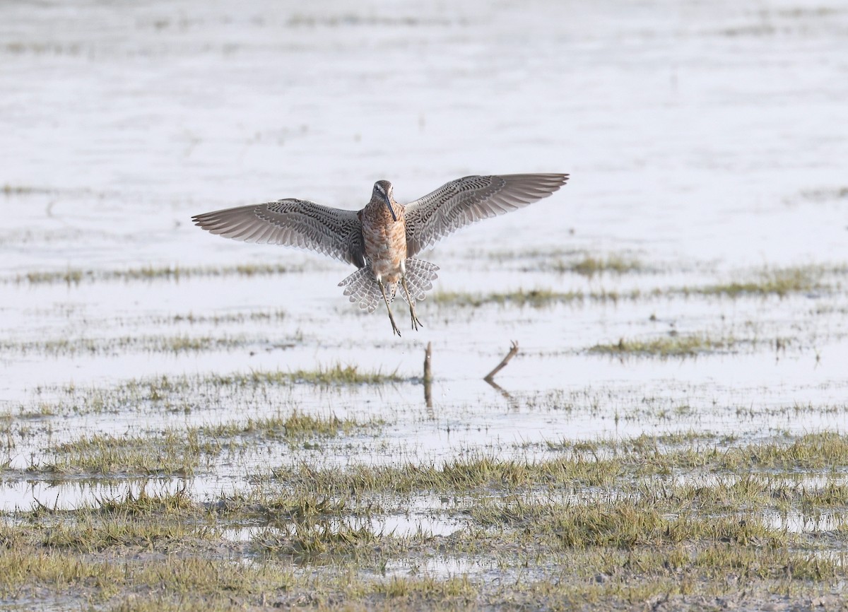 Long-billed Dowitcher - ML617576900