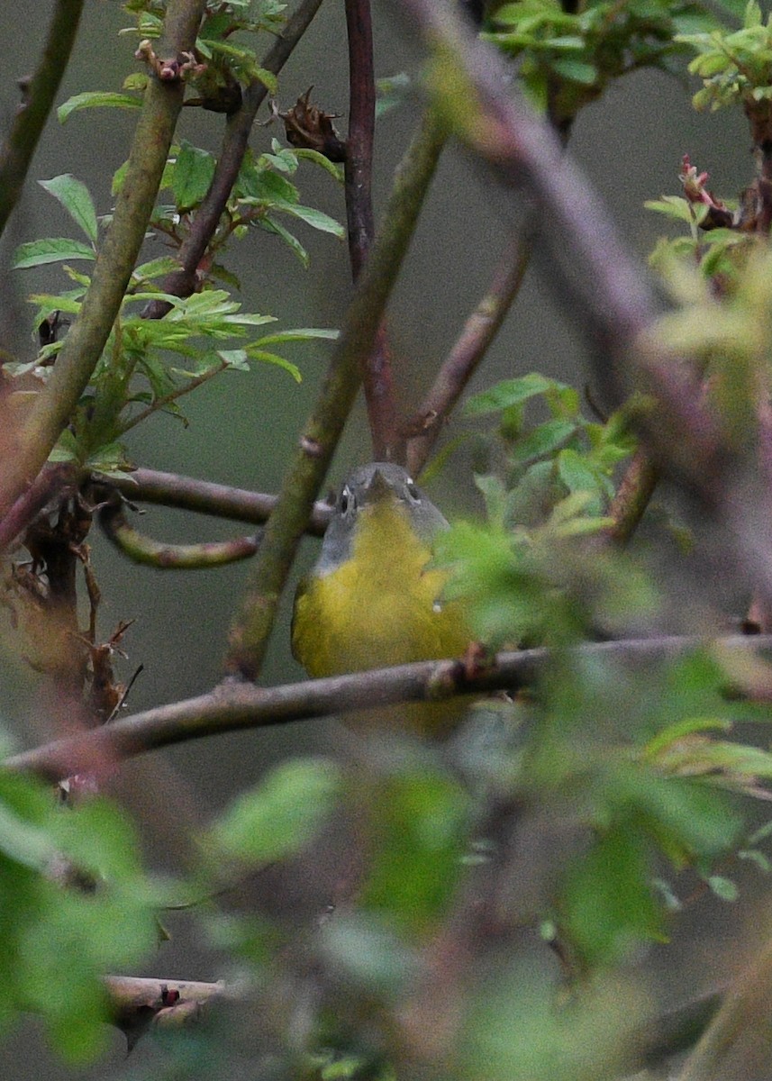 Nashville Warbler - Don Keffer