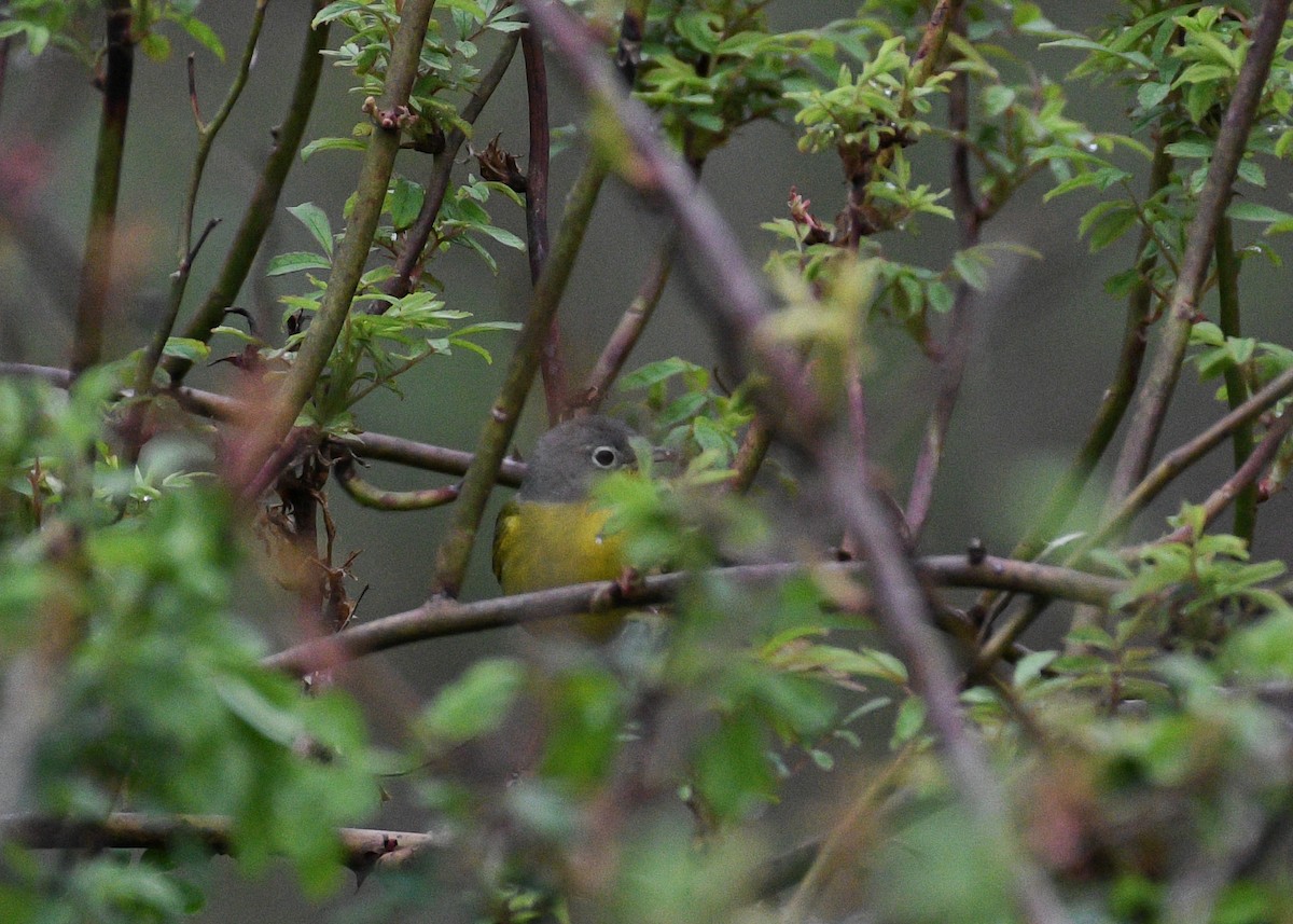 Nashville Warbler - Don Keffer