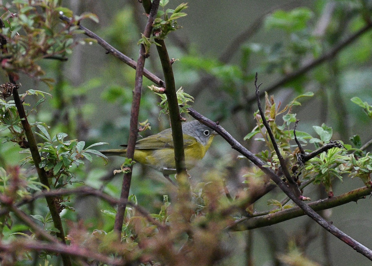 Nashville Warbler - Don Keffer