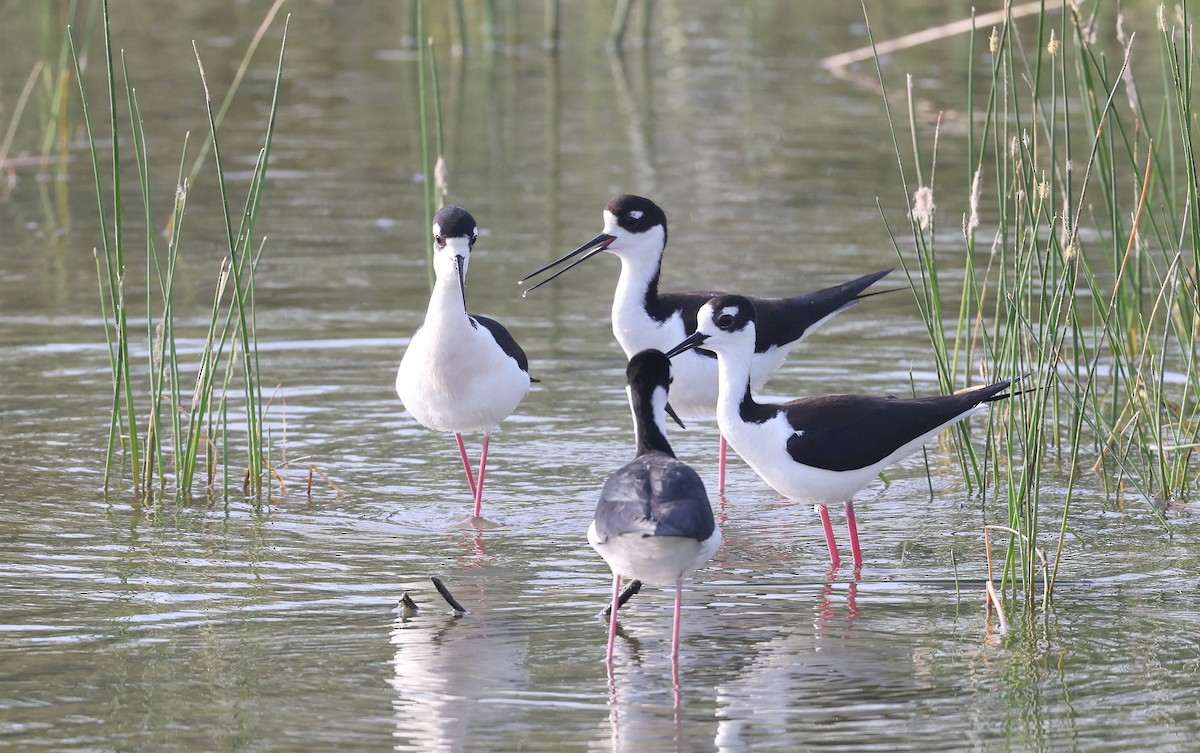 Black-necked Stilt - ML617576915