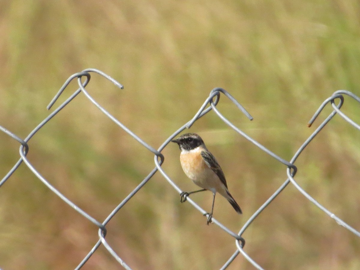 Siberian Stonechat - Swansy Afonso