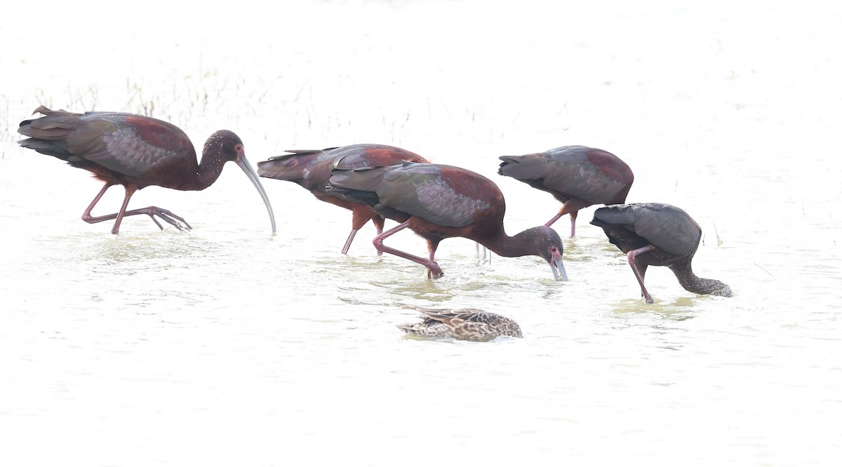 White-faced Ibis - ML617576951