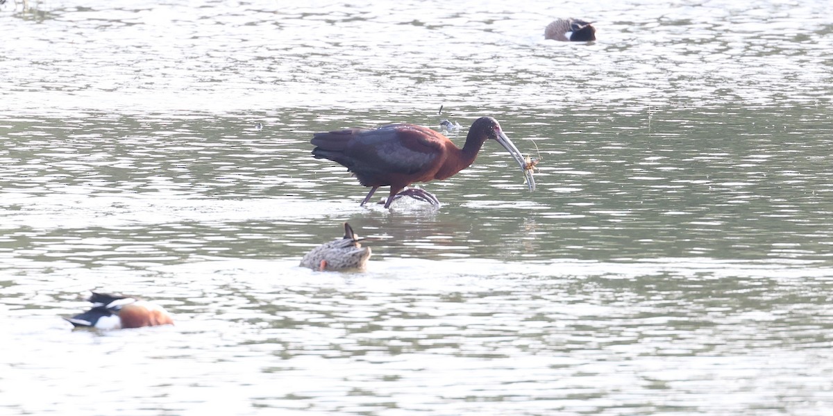 White-faced Ibis - ML617576952