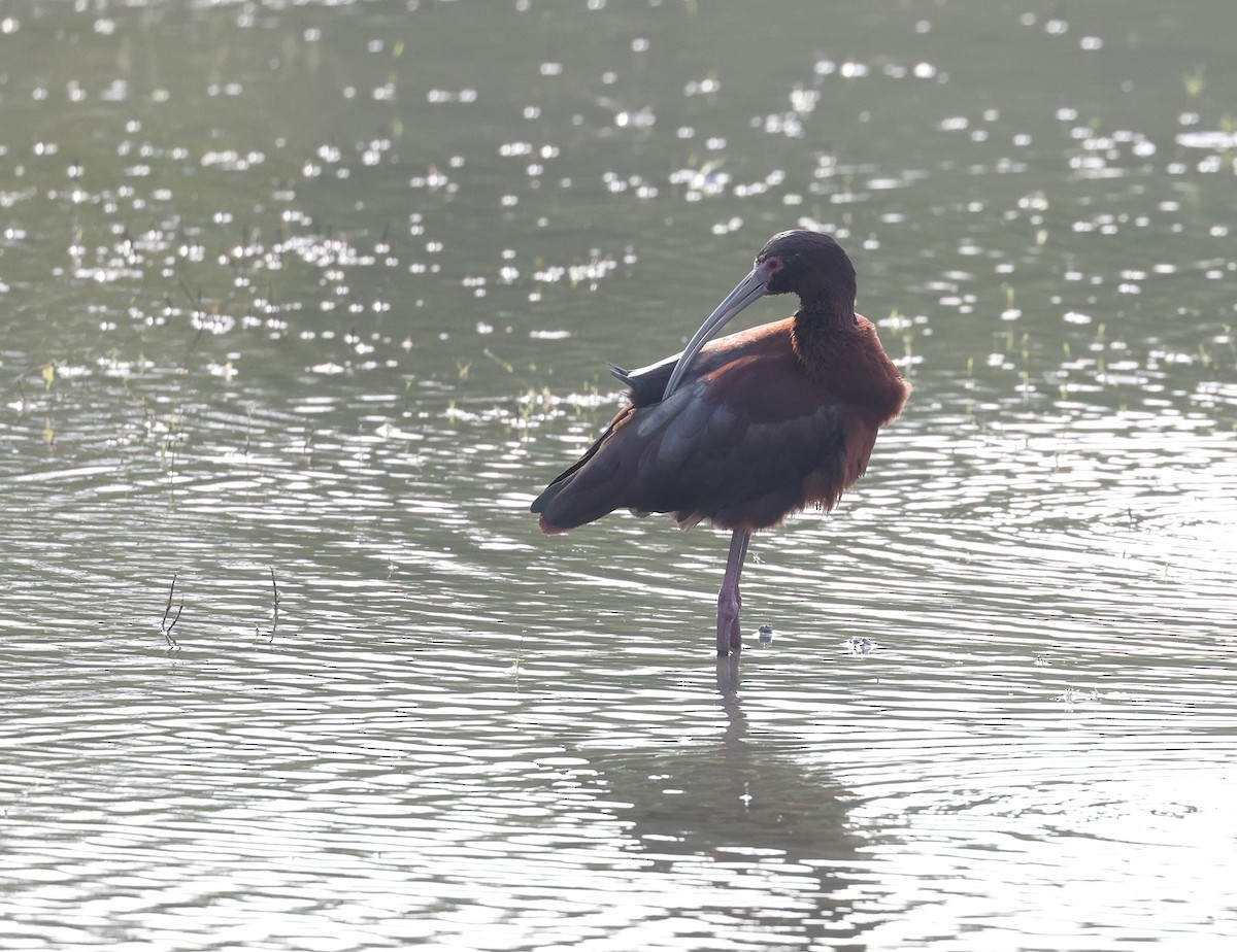 Ibis à face blanche - ML617576953