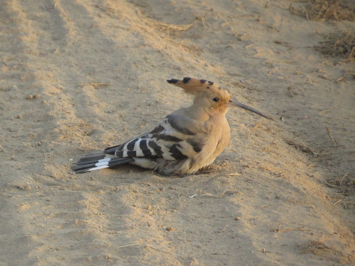 Eurasian Hoopoe - Swansy Afonso