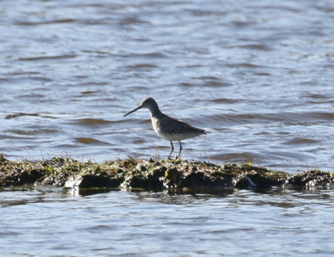 Short-billed Dowitcher - ML617576978