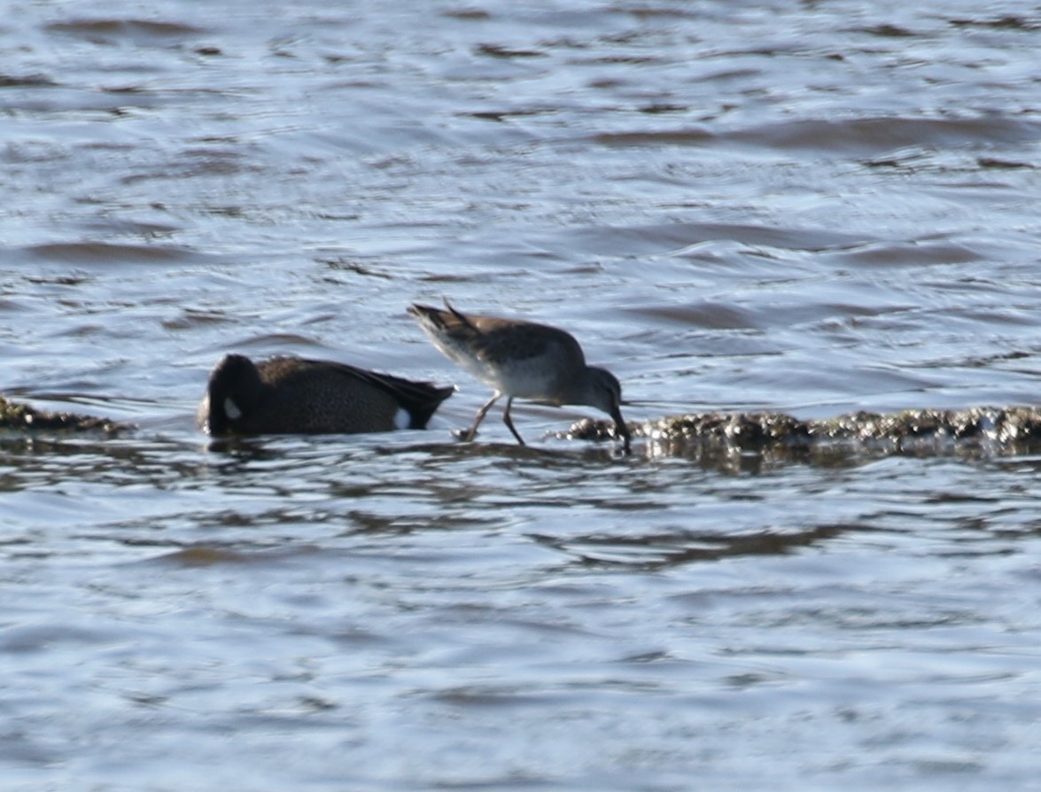 Short-billed Dowitcher - ML617576984